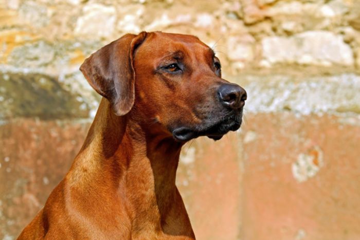 stanbulda sahipsiz hayvanlara ynelik yeni tedbirler belirlendi