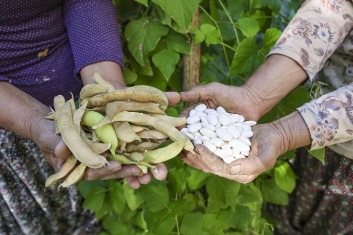 BYKEHR ATALIK TOHUMLARI GELECEK NESLLERE AKTARIYOR